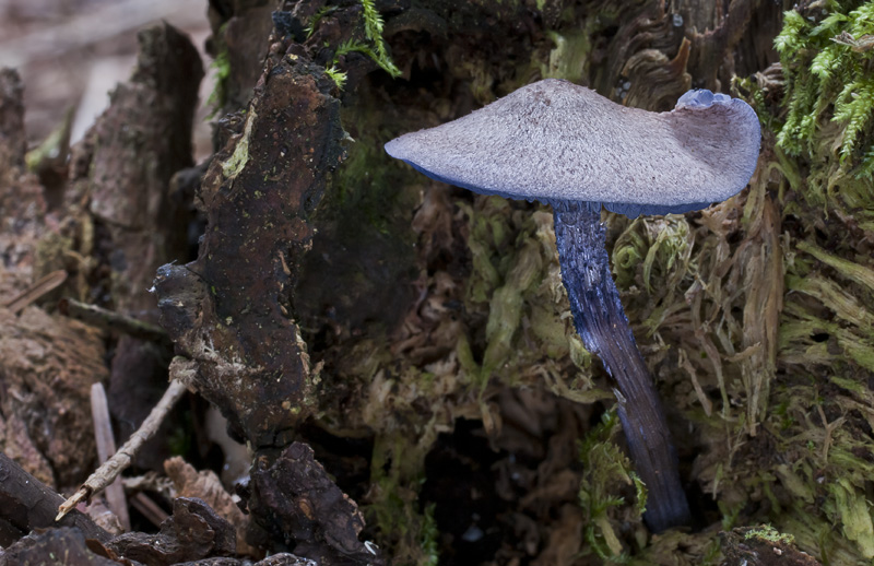 Entoloma euchroum